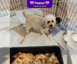 Mother of the Poodle (Toy) puppies born on 11/02/2025