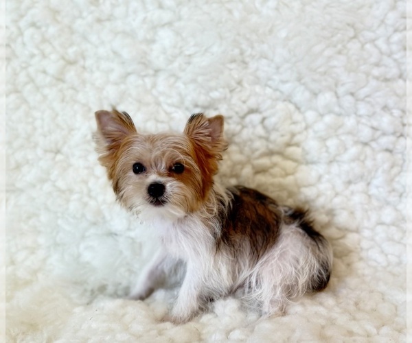 Medium Photo #5 Yorkshire Terrier Puppy For Sale in REDLANDS, CA, USA