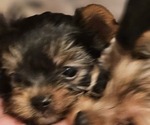 Small #7 Yorkshire Terrier