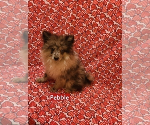 Medium Photo #5 Pomeranian Puppy For Sale in CLARKSVILLE, TN, USA