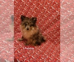 Small #4 Pomeranian