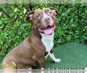 American Pit Bull Terrier Dogs for adoption in West Palm Beach, FL, USA