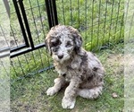 Litter of 10 - Male(s) and Female(s) Goldendoodle mix (+ Poodle Standard)Litter of Puppies for Sale - Photo #6