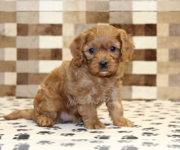 Medium Photo #4 Cavapoo (Miniature) Puppy For Sale in DENVER, PA, USA