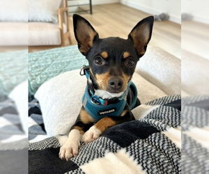 Goldie - Female Chihuahua-Unknown Mix Dog for Adoption - Photo #5