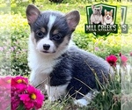 Puppy Lulu tri bluie Pembroke Welsh Corgi