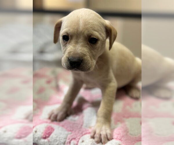 Medium Photo #1 Labrador Retriever-Unknown Mix Puppy For Sale in Modesto, CA, USA