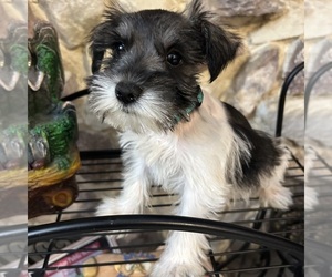 Schnauzer (Miniature) Puppy for sale in BRIDGETON, NJ, USA
