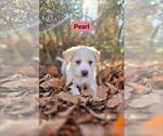 Small #1 Great Pyrenees Mix