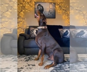 Father of the Doberman Pinscher puppies born on 01/24/2026