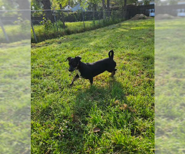 Medium Photo #4 Chiweenie Puppy For Sale in Cranston, RI, USA