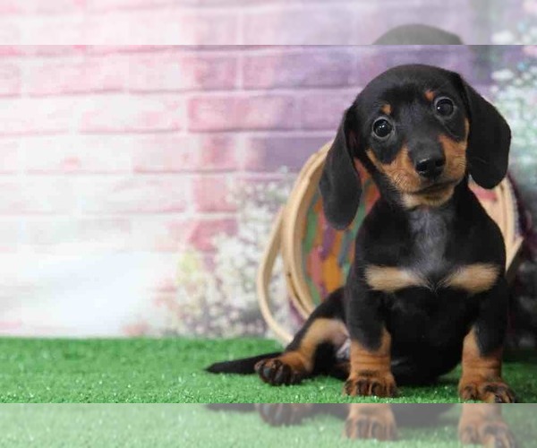 Medium Photo #4 Dachshund Puppy For Sale in BEL AIR, MD, USA