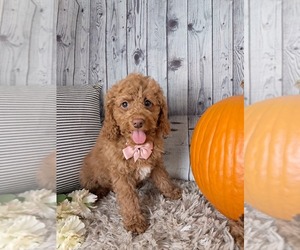 Cockapoo Puppy for sale in SUGARCREEK, OH, USA