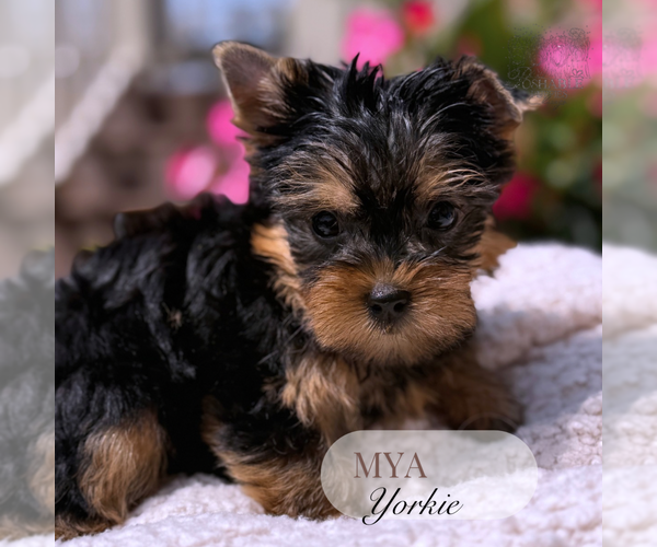 Medium Photo #7 Yorkshire Terrier Puppy For Sale in ELMHURST, IL, USA