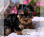 Small #6 Yorkshire Terrier