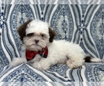 Small Photo #1 ShihPoo Puppy For Sale in LAKELAND, FL, USA