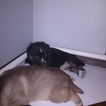 Small Photo #6 Siberian Husky Puppy For Sale in MERSHON, GA, USA