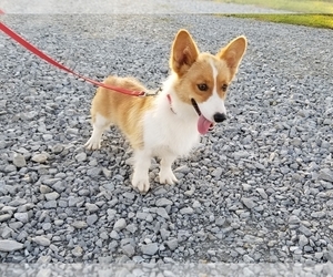 Father of the Pembroke Welsh Corgi puppies born on 10/25/2020