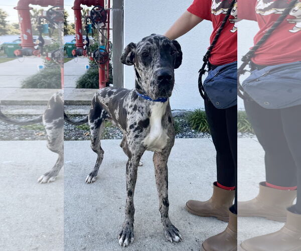 Medium Photo #5 Great Dane Puppy For Sale in Sanford, FL, USA