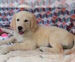 Small Photo #14 Golden Retriever Puppy For Sale in SYRACUSE, IN, USA