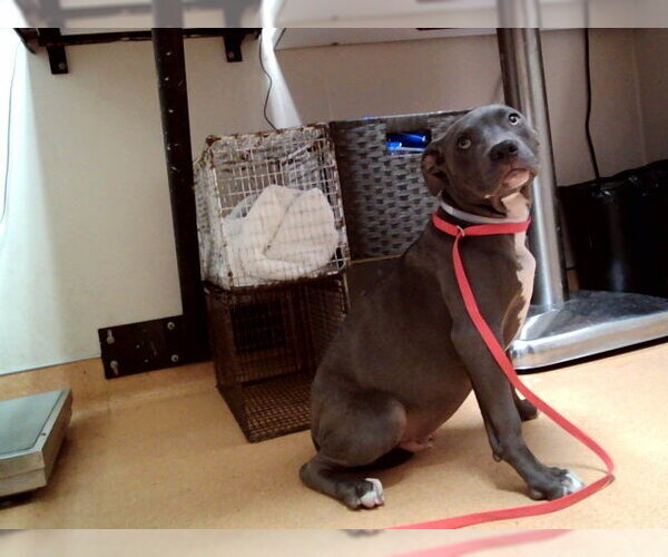 Medium Photo #1 Mutt Puppy For Sale in Martinez, CA, USA