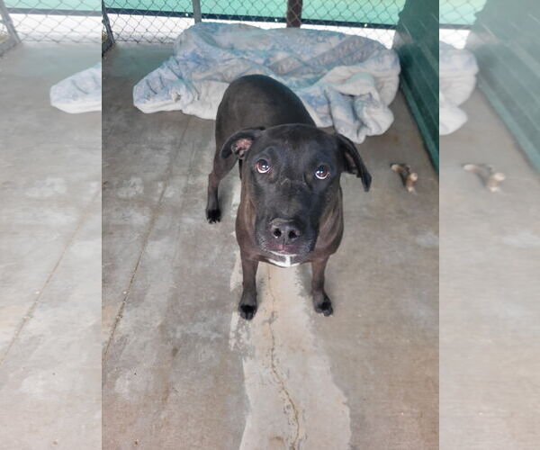 Medium Photo #2 American Pit Bull Terrier-Labrador Retriever Mix Puppy For Sale in Monte Vista, CO, USA