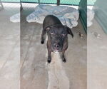 Small #1 American Pit Bull Terrier-Labrador Retriever Mix