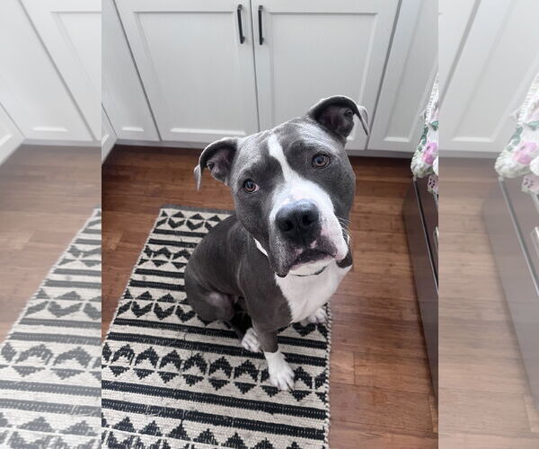 Medium Photo #1 Bull Terrier-Bulldog Mix Puppy For Sale in St. Louis Park, MN, USA