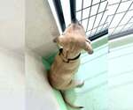 Small #10 Anatolian Shepherd-Rhodesian Ridgeback Mix