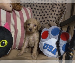 Poodle (Standard) Puppy for sale in W FIELD, NC, USA