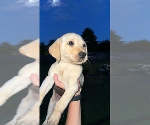 Labrador Retriever Puppy for sale in SWANSBORO, NC, USA