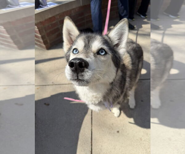 Medium Photo #2 Siberian Husky Puppy For Sale in Carrollton, TX, USA