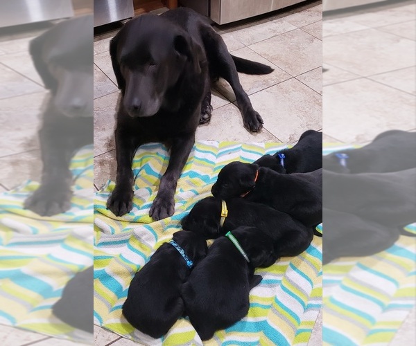 Medium Photo #186 Labrador Retriever Puppy For Sale in OLYMPIA, WA, USA