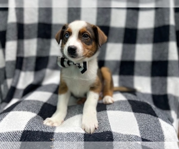 Medium Photo #10 Texas Heeler Puppy For Sale in LAKELAND, FL, USA