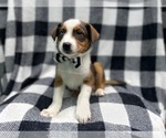 Small Photo #10 Texas Heeler Puppy For Sale in LAKELAND, FL, USA