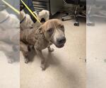 Small Mutt