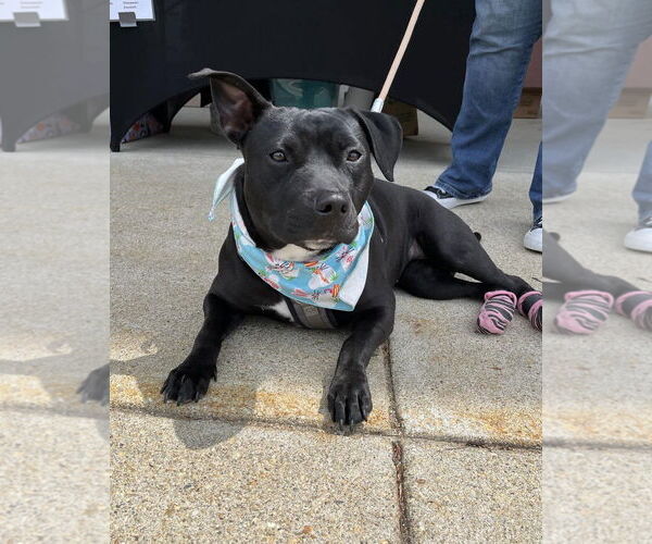 Medium Photo #8 American Pit Bull Terrier-Unknown Mix Puppy For Sale in Spotsylvania, VA, USA