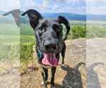 Small Photo #32 German Shepherd Dog-Unknown Mix Puppy For Sale in Gloversville, NY, USA