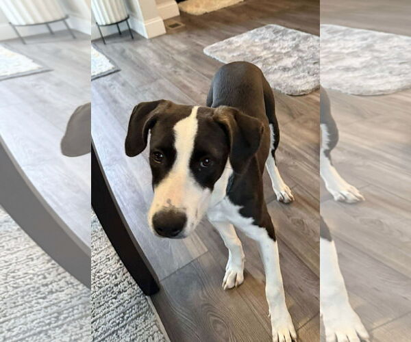 Medium Photo #3 Mutt Puppy For Sale in Germantown, OH, USA