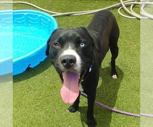 Labrador Retriever-Unknown Mix Dogs for adoption in Las Vegas, NV, USA