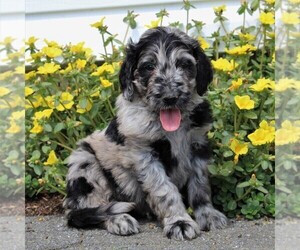 Goldendoodle Puppy for sale in LANCASTER, PA, USA