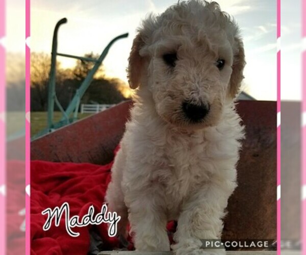 Medium Photo #4 Goldendoodle Puppy For Sale in MOUNT VERNON, KY, USA