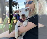 Small #5 Mutt