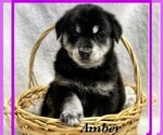 Small Photo #3 Goberian Puppy For Sale in BRINKHAVEN, OH, USA