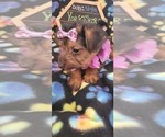 Small Photo #7 Yorkshire Terrier Puppy For Sale in AKRON, OH, USA