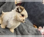 Small Photo #21 Mal-Shi Puppy For Sale in SILEX, MO, USA