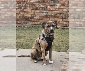 Mutt Dogs for adoption in OKLAHOMA CITY, OK, USA