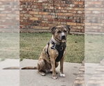 Small Mutt