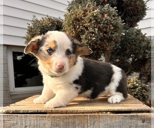 Pembroke Welsh Corgi Puppy for sale in MIDDLEBURY, IN, USA