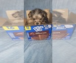 Small Photo #187 Yorkshire Terrier Puppy For Sale in AKRON, OH, USA
